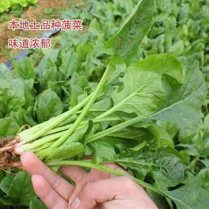 现货*小叶本地土菠菜种子四季农田菜园易种小叶菠菜种子蔬菜种子Small-leaf local heirloom spinach seeds, suitable for all four seasons