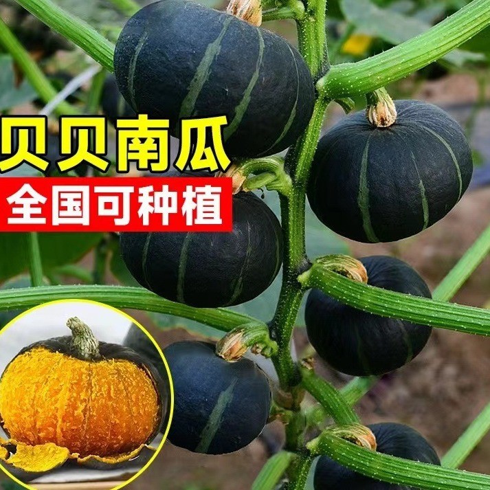 现货绿贝贝南瓜种子板栗小南瓜种籽种甜香糯丰产早熟春秋蔬菜种子Green Beibei pumpkin seeds, chestnut-type mini pumpkin seeds, planting
