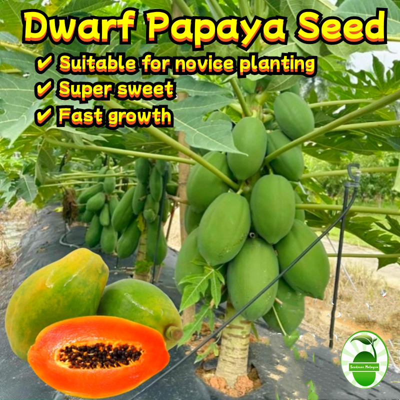 Dwarf Papaya Fruit Seeds (10 Pcs/pack) เมล็ดพันธ์มะละกอแขกนวลดำเนิน Sweet Papaya Seeds for Planting 