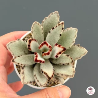 แพนด้า Kalanchoe Tomentosa Panda ไม้อวบน้ำ กุหลาบหิน cactus&succulentหลากหลายสายพันธุ์