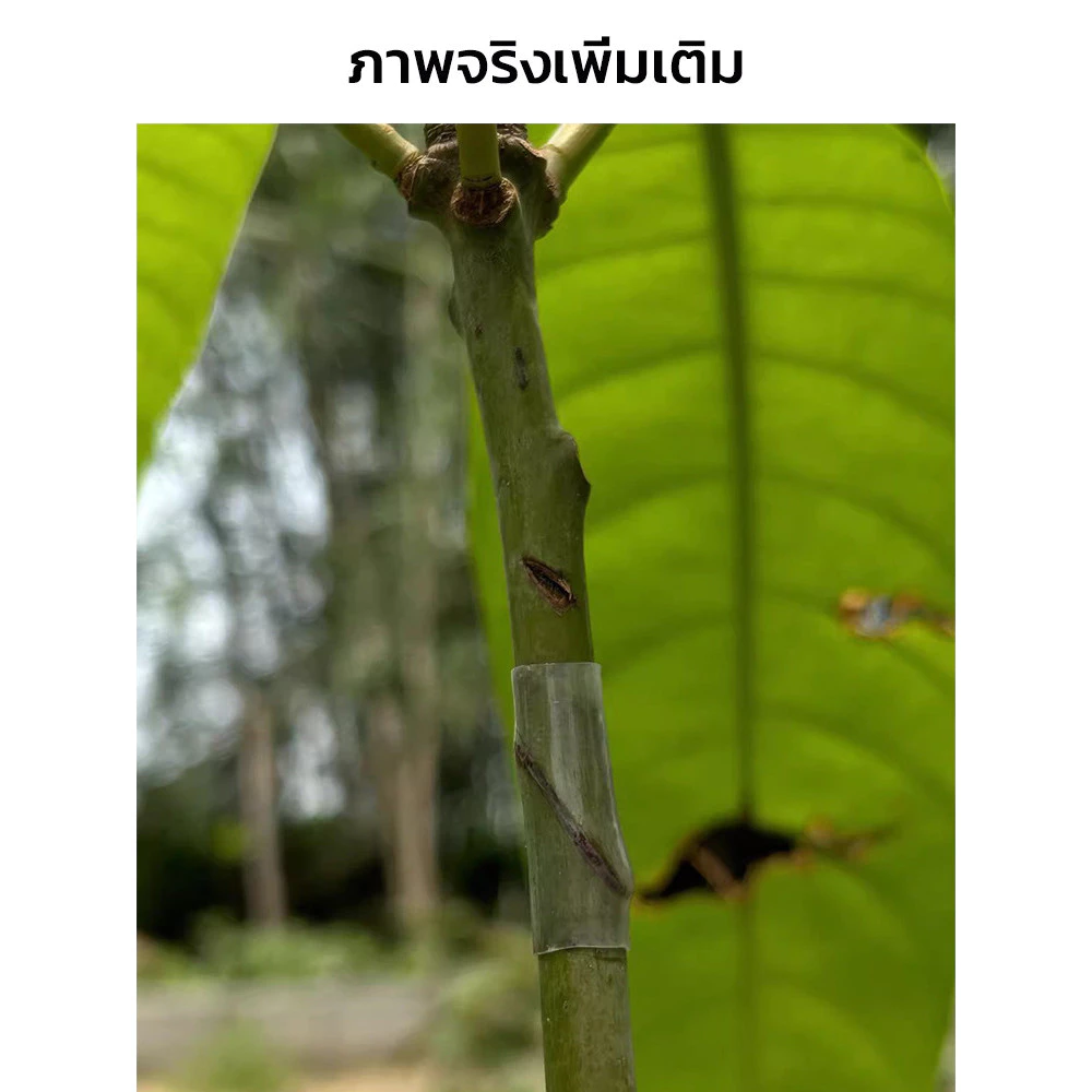 ท่อต่อกิ่งพลาสติก อุปกรณ์เกษตรสำหรับขยายพันธุ์พืช thumbnail 10