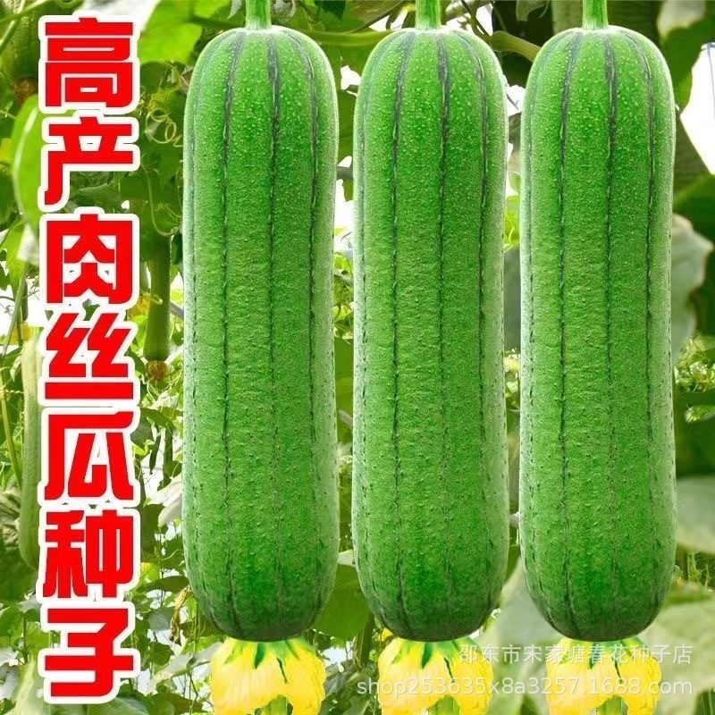 现货热卖肉丝瓜种子瓜种子四季香丝瓜当季阳台易活清香瓜果蔬菜籽Loofah seed, four-season fragrant loofah, in season20260322