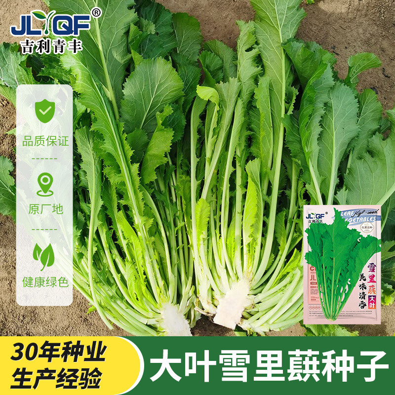 现货雪里蕻种子大叶排菜种籽芥菜小细叶雪里红九头鸟农家腌制蔬菜种孑Potherb mustard seeds big leaf steak seeds mustard small fine2026033