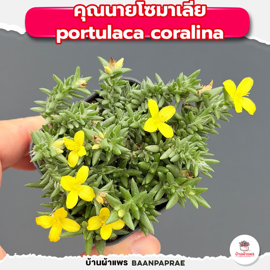 รวมกุหลาบหินและไม้อวบน้ำ หลายสายพันธุ์ ส่งทั้งกระถาง cactus&succulent - รูปที่ 3