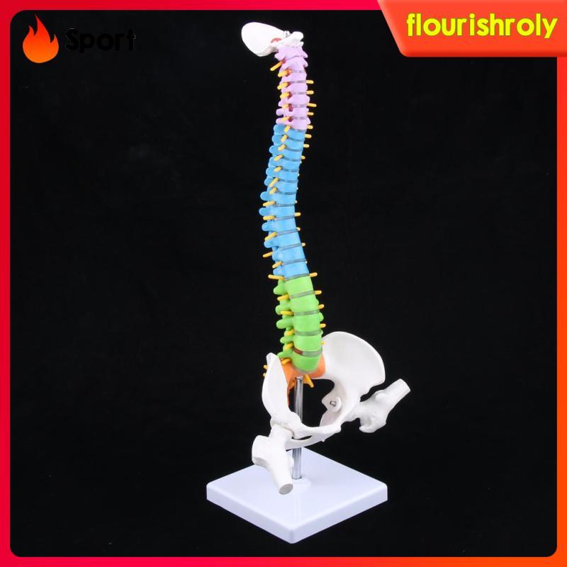 [Flurish] คอลัมน์กระดูกสันหลังของมนุษย์ Anatomy พร้อมห้องปฏิบัติการโมเดลโครงกระดูก Pelvis Femur