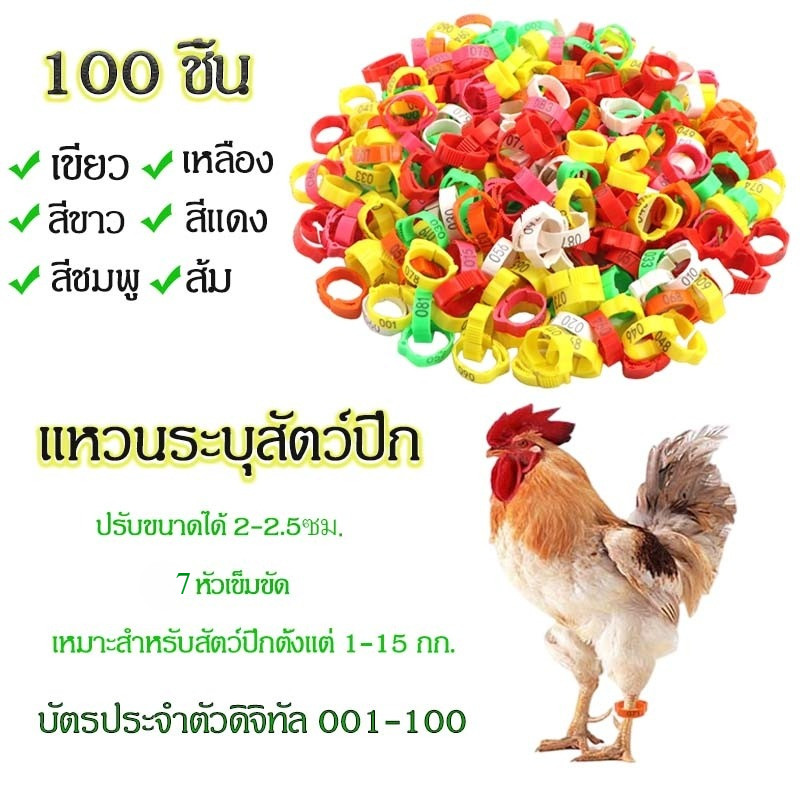 ห่วงขาไก่ 100 ชิ้น 7 สี ปรับขนาดได้ ห่วงรัดขาไก่ ห่วงรัดกรงเล็บไก่ อุปกรณ์สำหรับไก่ชน