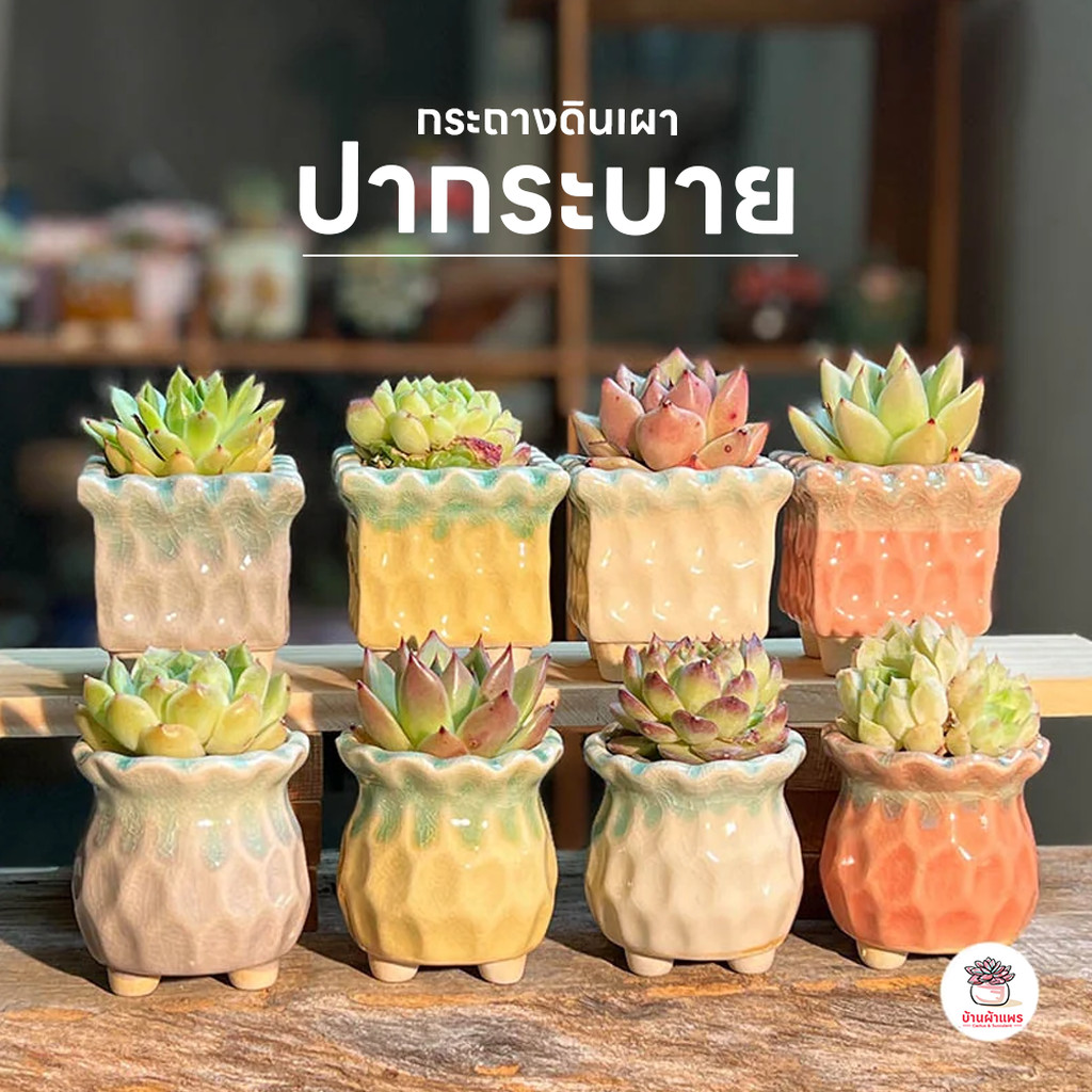 กระถางดินเผา ปากระบาย กระถางต้นไม้ ไม้อวบน้ำ กุหลาบหิน cactus&succulentหลากหลายสายพันธุ์