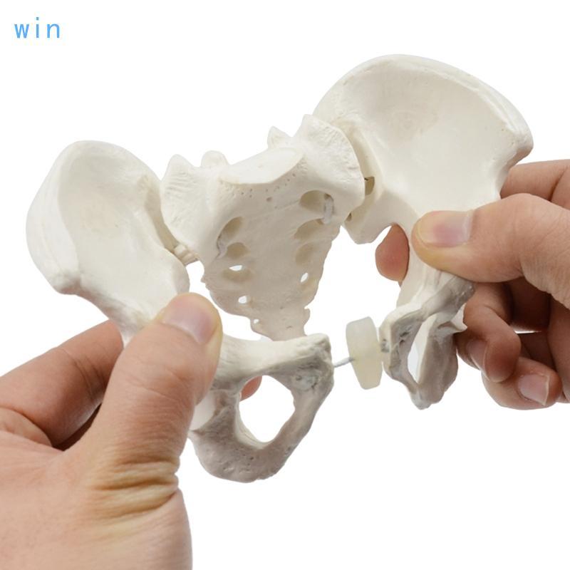 Win 1 ชิ้นแบบจําลองกระดูกเชิงกรานมินิหญิงรุ่น Pelvis ระบบสืบพันธุ์หญิง