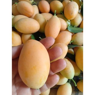 มะยงชิด ทูลเกล้า อินทรีย์ ลูกสดๆ เก็บสดๆ จากสวน รสชาติหวาน ก…