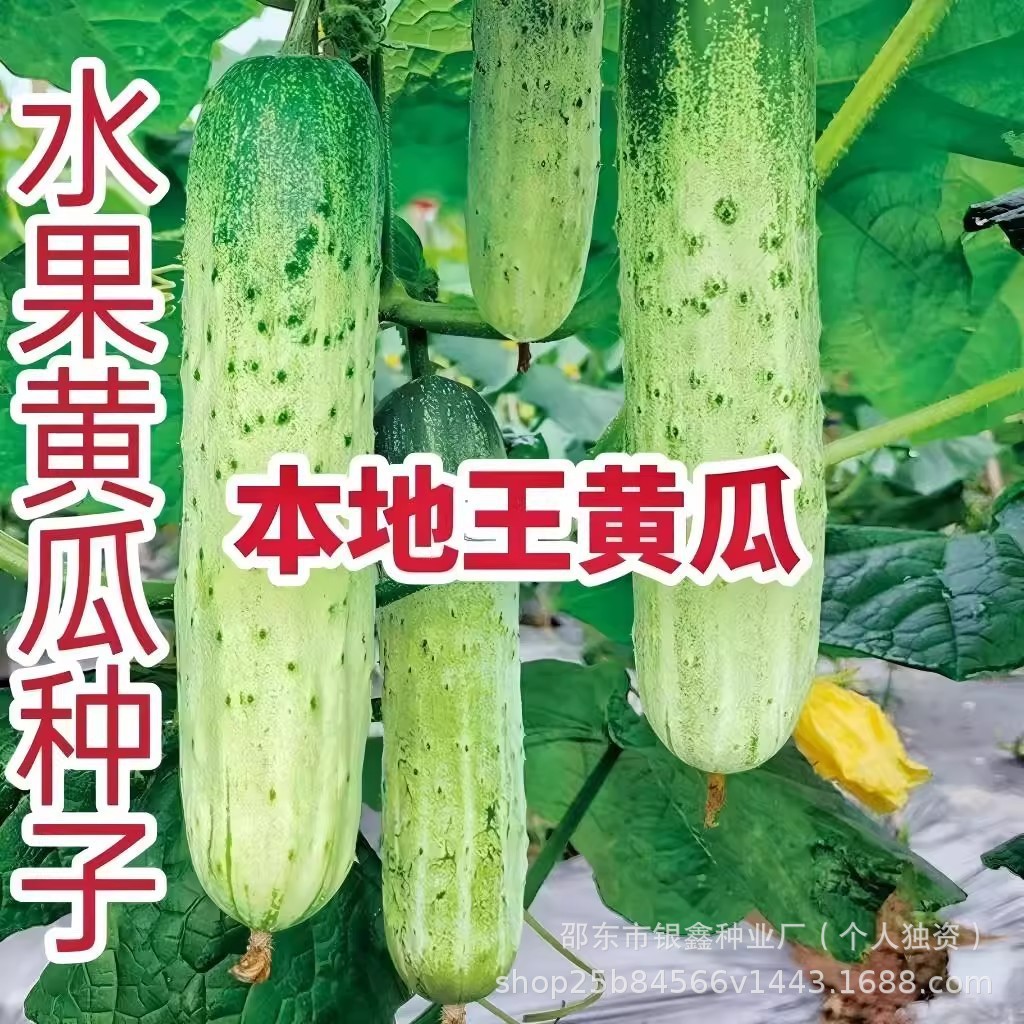 现货*本地王黄瓜种子水果黄瓜种子压塌架黄瓜种籽原装四季蔬菜种子大全Local King cucumber seeds, fruit cucumber seeds, overwhelming.20260