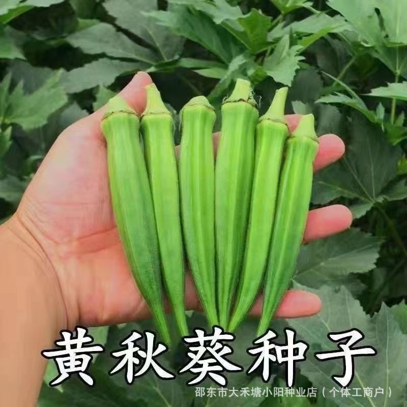 现货热卖黄秋葵种子脆嫩爽滑秋葵阳台盆栽易种植好管理高产量四季蔬菜种子Okra seeds crisp and smooth okra balcony potted20260330