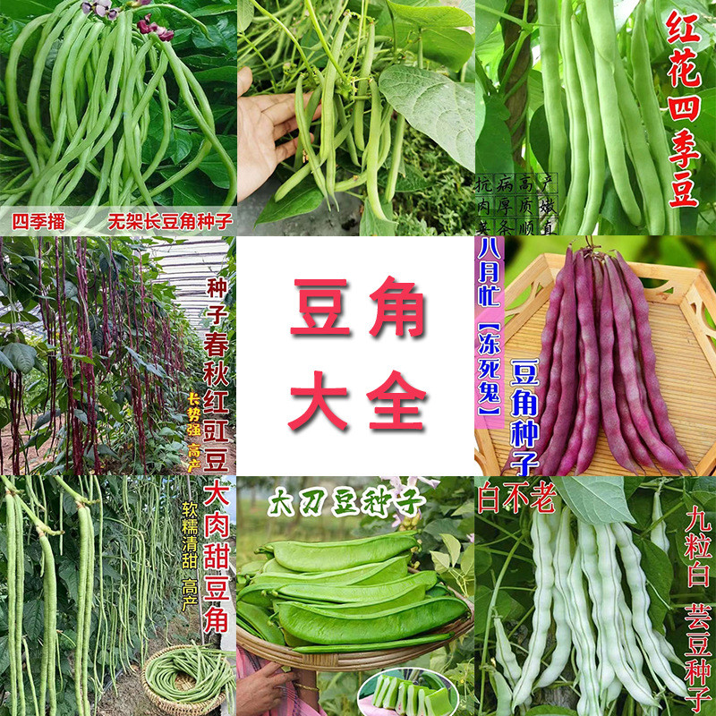 现货摘不败无架长豆角种子不搭架子春秋长豆角蔬菜种子四季九粒白种子Picking unbeaten long beans without shelves seeds without shelves202