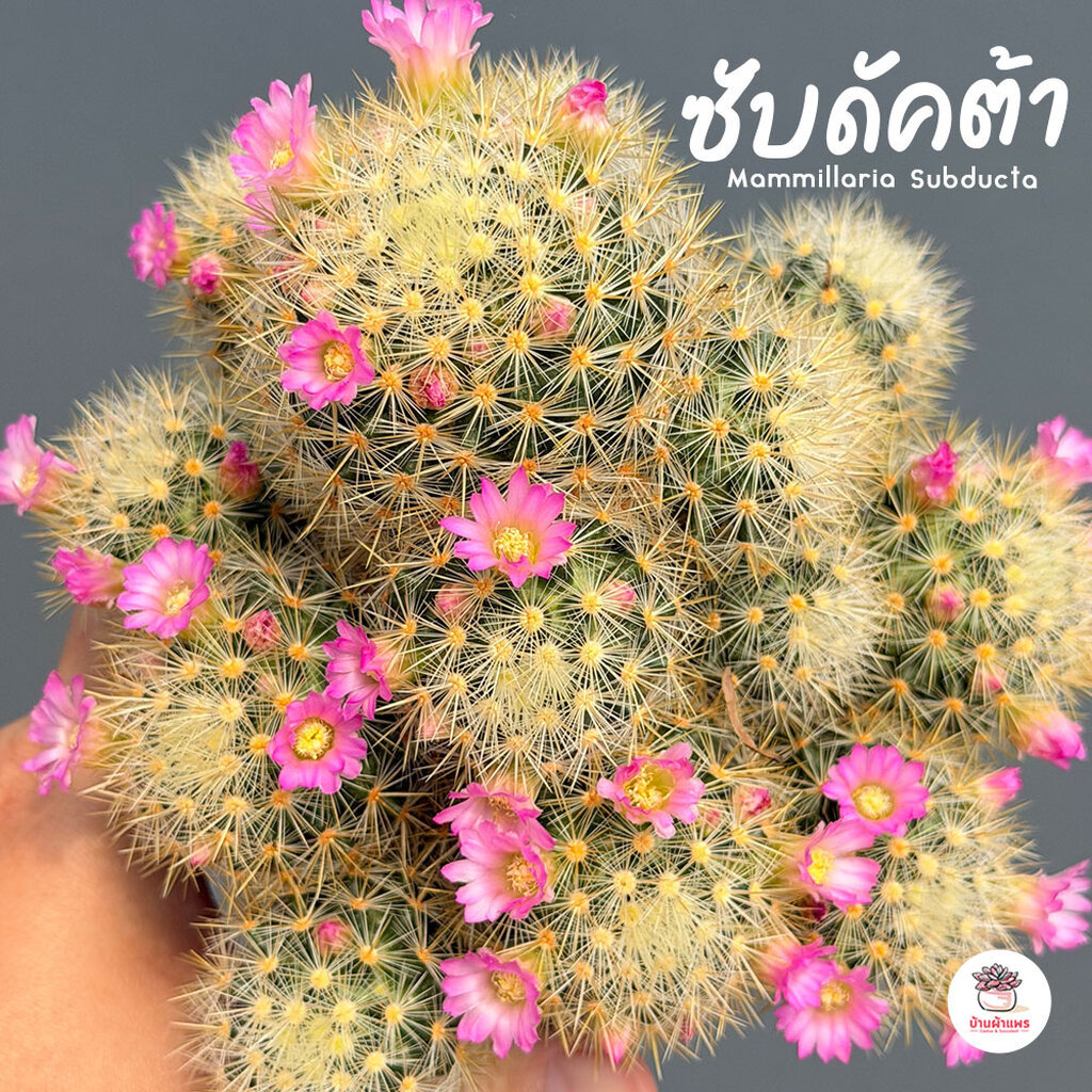 ซับดัคต้า Mammillaria Subducta แคคตัส กระบองเพชร cactus&succulent