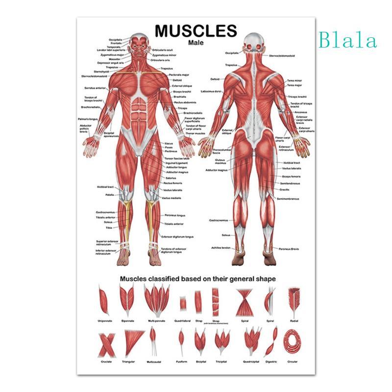 Blala ระบบกล้ามเนื้อ Anatomical Poster แผนภูมิ Anatomyกล้ามเนื้อด้านหลังด้านหน้า