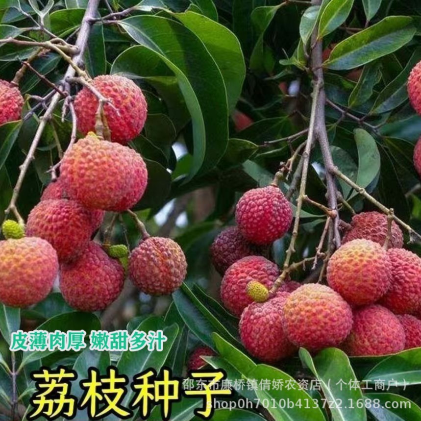 现货热卖荔枝种子 荔枝果树种子 核小肉多优质种子 食用水果种子 蔬菜种子Lychee seeds, lychee tree seeds, small seed, fleshy fruit2026032