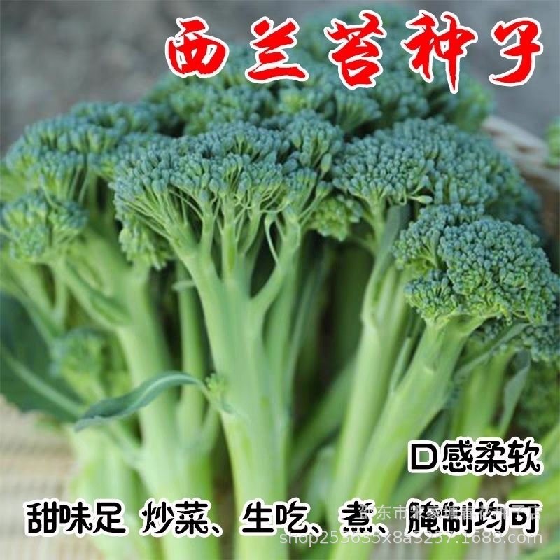 现货热卖西兰苔种子芥兰种籽芥菜苔种子四季春种耐热阳台庭院蔬菜种子大全Westland mustard greens seeds, gai lan seeds, mustard cabbage spro