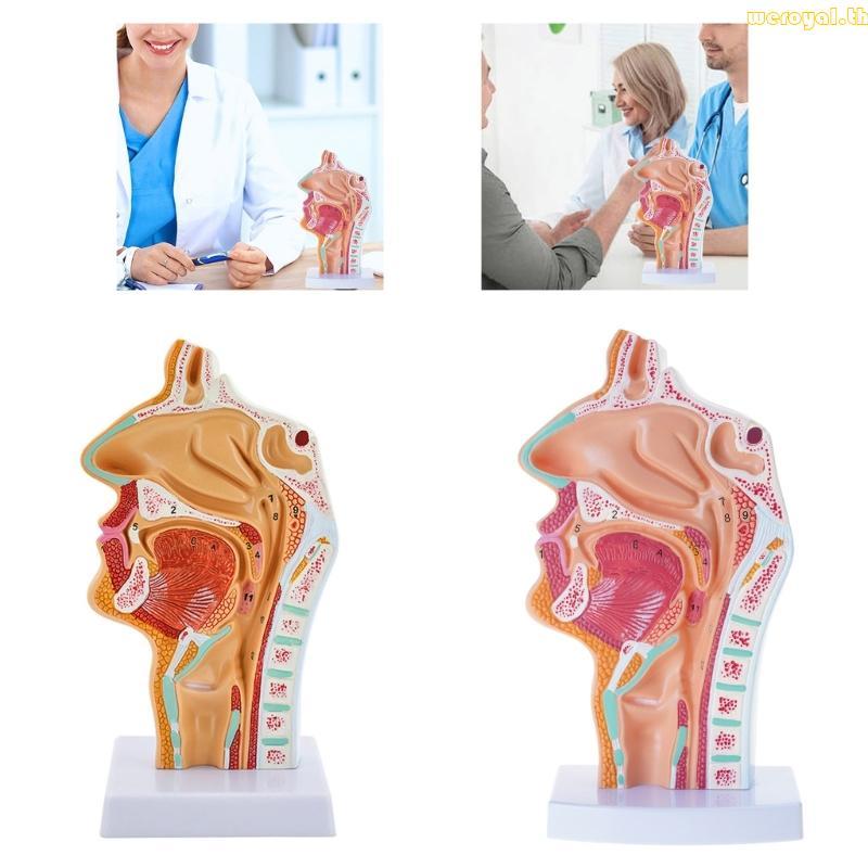 Weroyal Human Nasal Cavity Throat Anatomy Model สําหรับโรคศึกษาทางสรีรวิทยาช่องจมูกคอ Anatomy รุ่น T