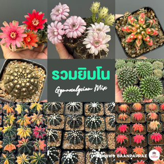 รวมยิมโน Gymnocalycium Mix แคคตัส กระบองเพชร cactus&succulen…