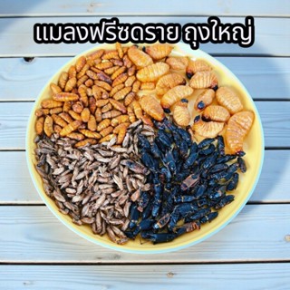 [ ถุงใหญ่ ] แมลงฟรีซดราย จิ้งหรีดฟรีซดราย สะดิ้ง ดักแด้ ด้วง…