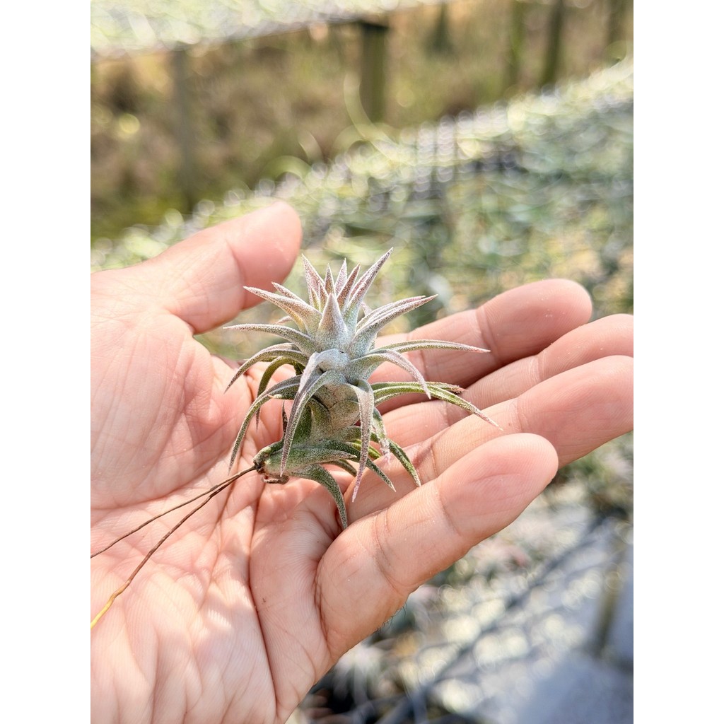 Tillandsia ionantha var. vanhyningii ขนาดเล็ก - View 4