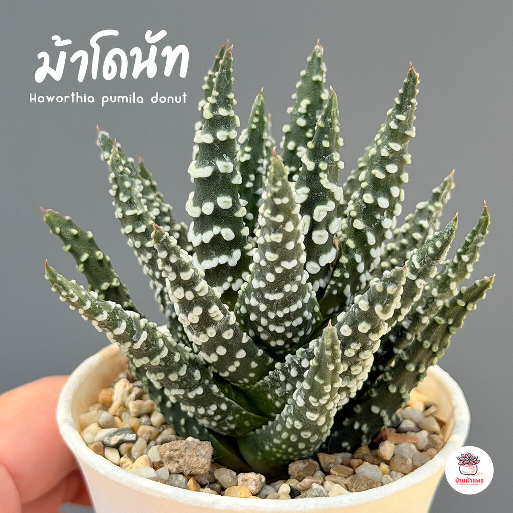 ม้าโดนัท Haworthia pumila donut ฮาโวเทีย ไม้อวบน้ำ กุหลาบหิน cactus&succulentหลากหลายสายพันธุ์
