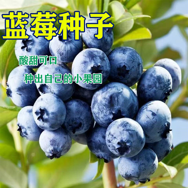 现货*草莓种子蓝莓种子种籽蓝莓树苗种子种子种苗盆栽地栽蓝梅树果树Strawberry seeds, blueberry seeds, seeds, blueberry seedlings, seeds
