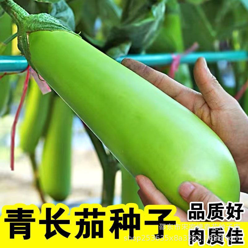 现货热卖绿长茄种子四季青茄子种籽水果绿罐茄耐寒春季菜种子蔬菜种孑Green long eggplant seeds, Sijiqing eggplant seeds, fruit green20260