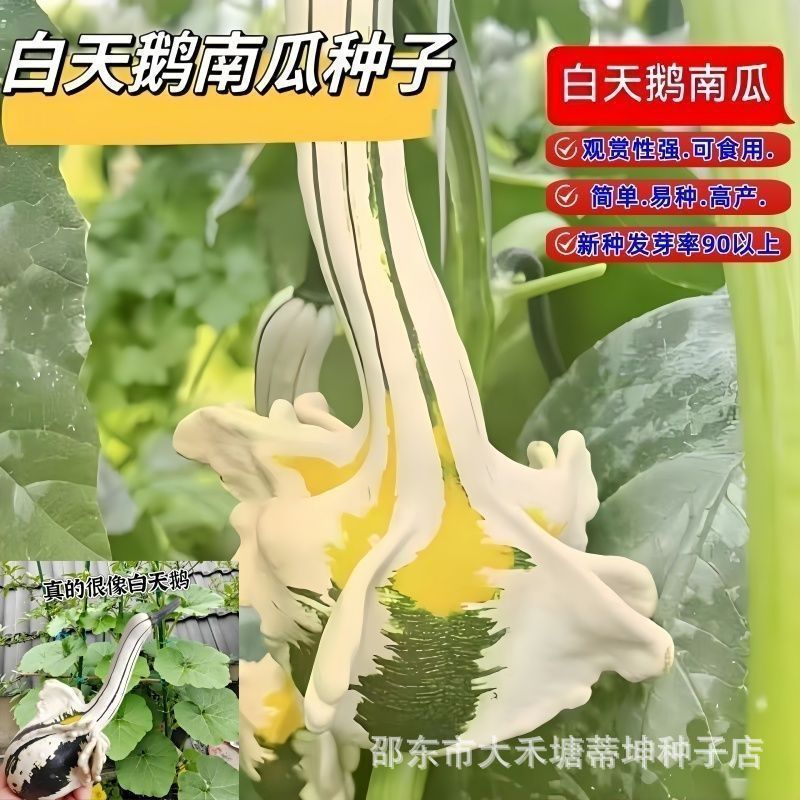 现货*白天鹅南瓜种子观赏南瓜籽特色玩具小南瓜蔬菜庭院观赏四季Swan-shaped pumpkin seeds, ornamental pumpkin seeds, specialty variety