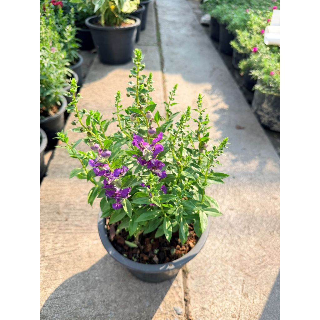 มุมมอง 8