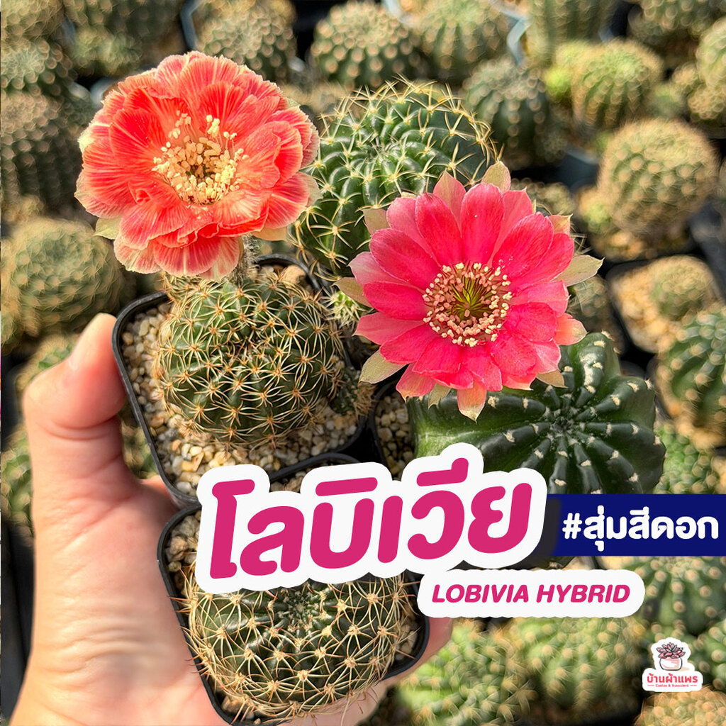โลบิเวีย สุ่มสีดอก Lobivia Hybrid แคคตัส กระบองเพชร cactus&succulent