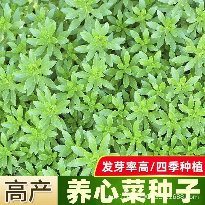 现货热卖养心菜种子救心菜种籽可食用野菜四季播阳台盆栽特色蔬菜种子Heart-nourishing vegetable seeds, heart-saving vegetable seeds; edib