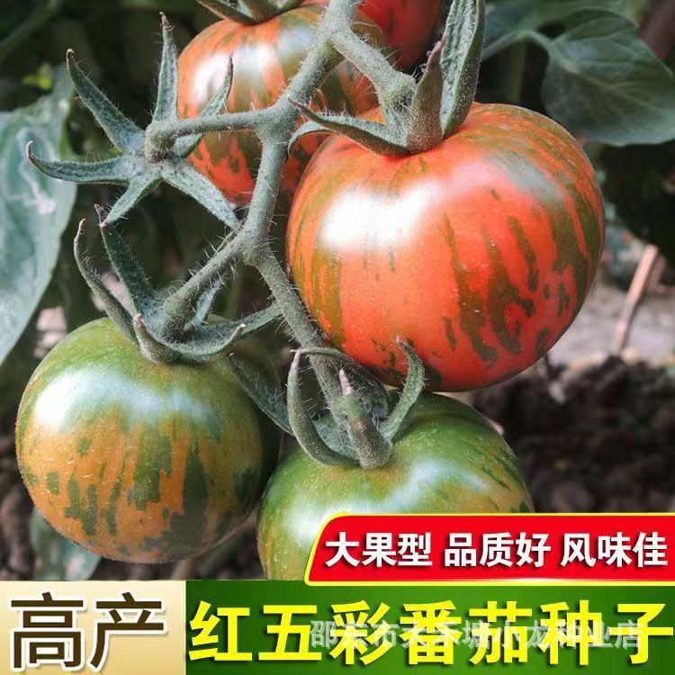 现货甜味红五彩番茄种子东北五彩番茄西红柿种籽蔬菜瓜果小柿子盆栽种sweet red multicolored tomato seeds northeast multicolored tomato202