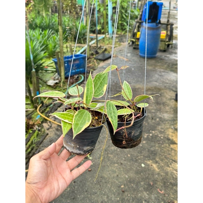 มุมมอง 4