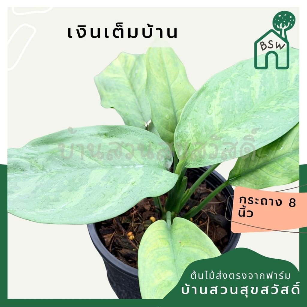 เงินเต็มบ้าน 6 นิ้ว - Dieffenbachia