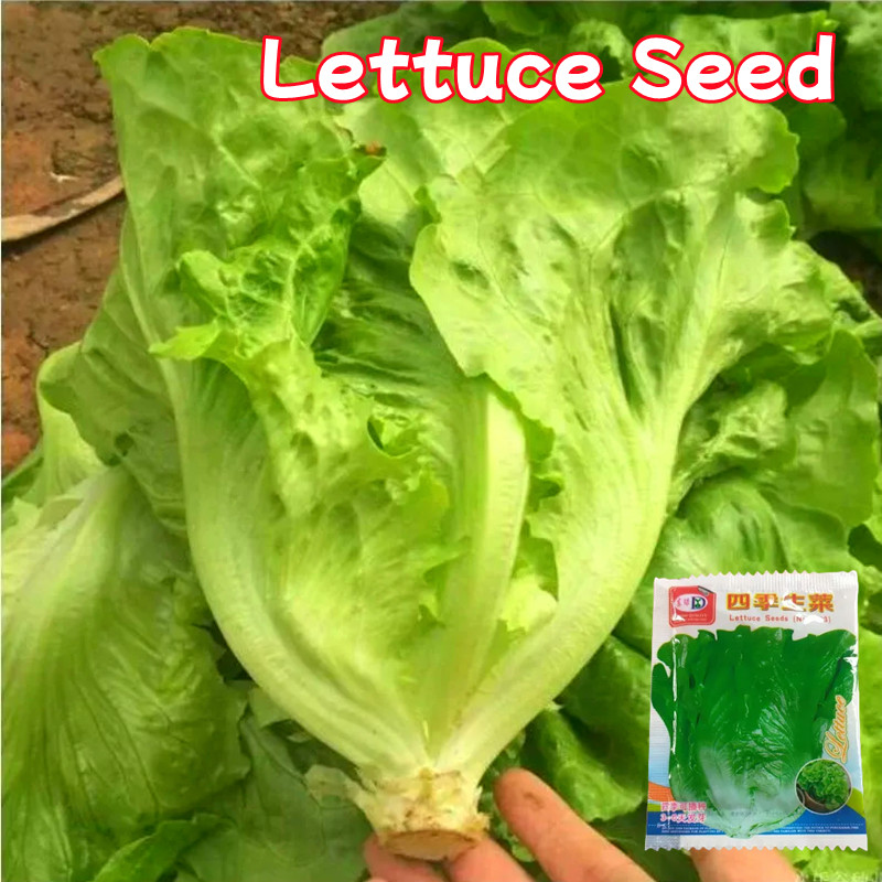 100% Original Rapid Leafy Romaine Lettuce Seeds 500pcs Seeds Big Italian Lettuce Vegetable Seeds Loo