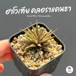 รวมอโลและฮาโวเทีย Mix Aloe & Haworthia หลายสายพันธุ์ ส่งทั้งกระถาง cactus&succulent