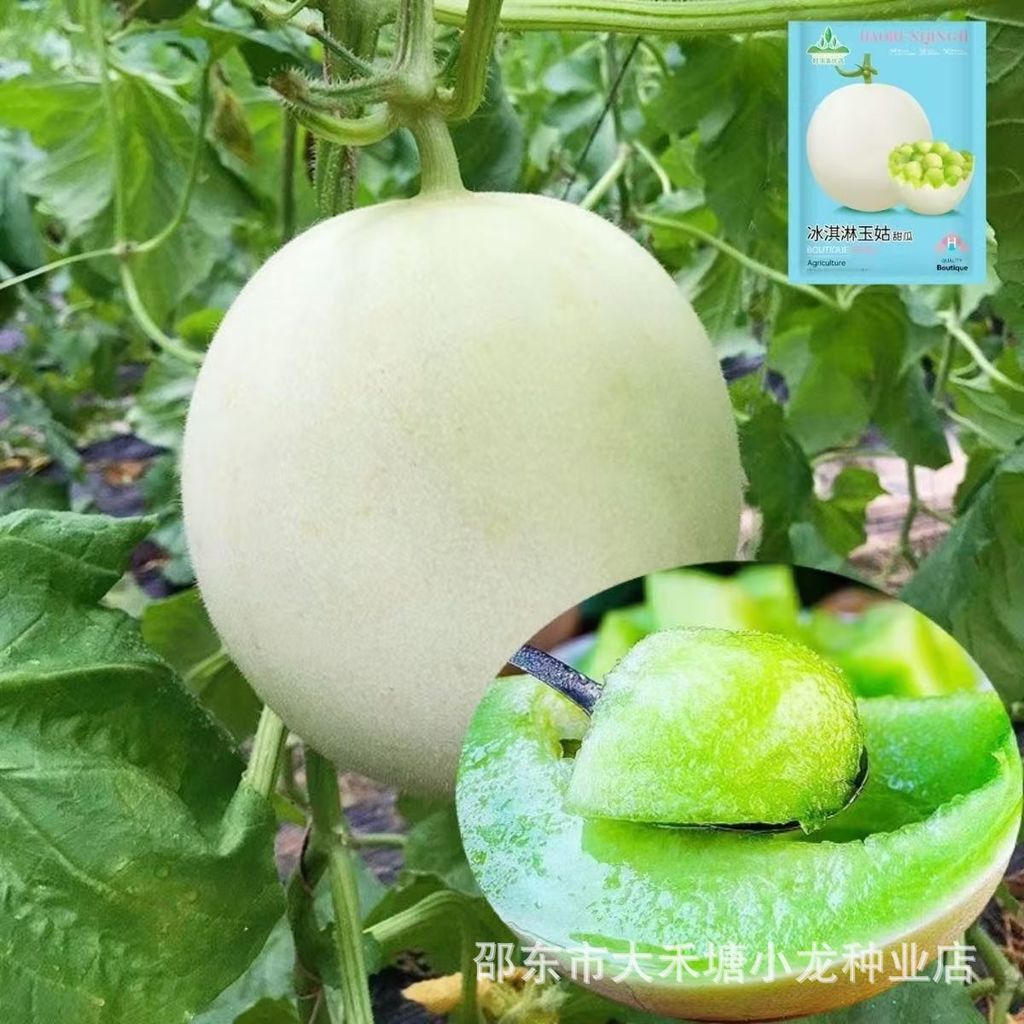 现货热卖爆甜玉菇甜瓜蜜瓜香瓜种子种高产易种四季可播新鲜水果种籽孑Exploded Sweet Jade Mushroom Melon Melon Melon Melon Melon Seed High