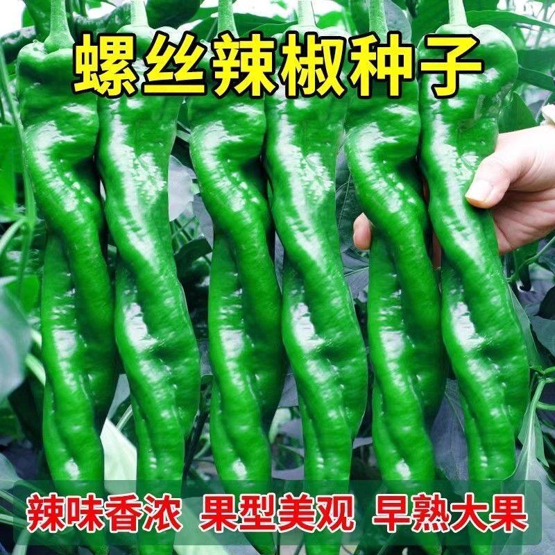 现货螺丝椒辣椒种子香辣特大巨型陇椒种籽春季四季种高产辣椒蔬菜种子Screw Pepper Pepper Seeds Spicy Extra Large Long Pepper20260331