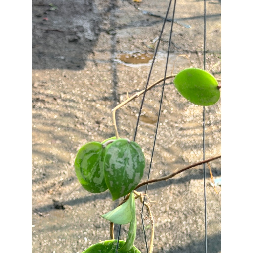 มุมมอง 3