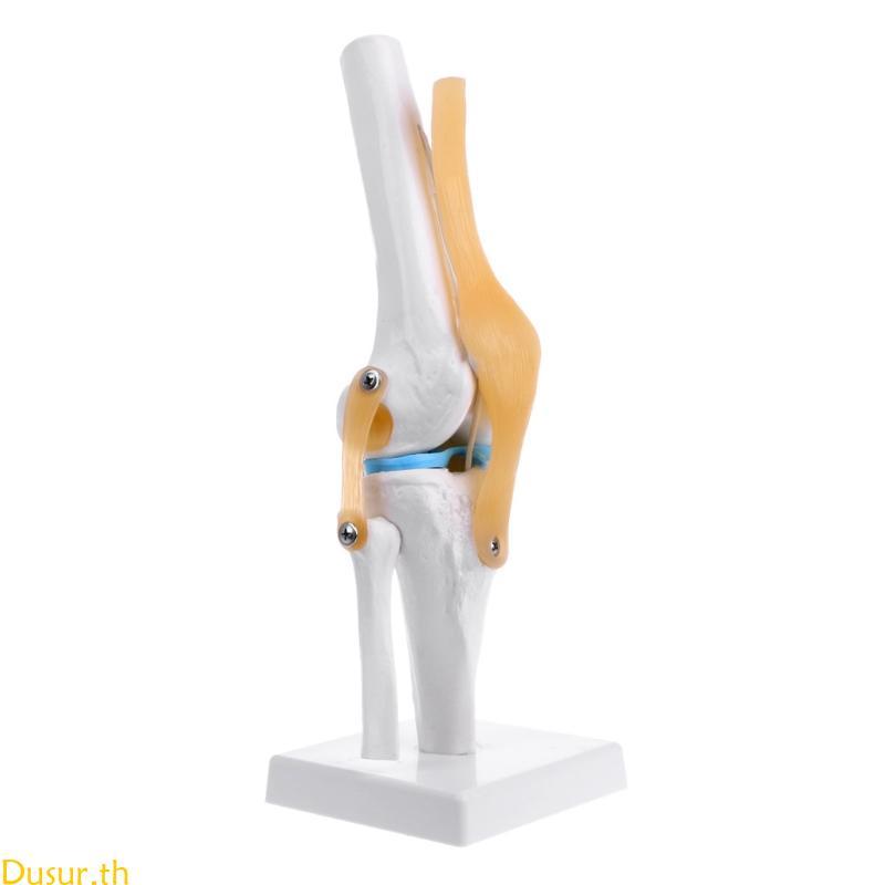 Dusur Human Anatomical Knee Joint ยืดหยุ่นโครงกระดูกรุ่น Medical Learning Aid Anatomy