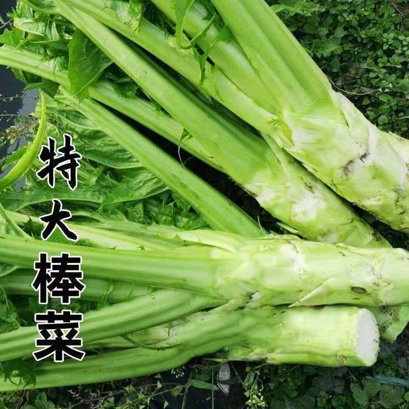 现货热卖棒菜种子大棒菜种子薄皮种子芥菜种子四川特产棒菜种蔬菜种子Stick seeds Stick seeds Thin seeds Mustard20260322