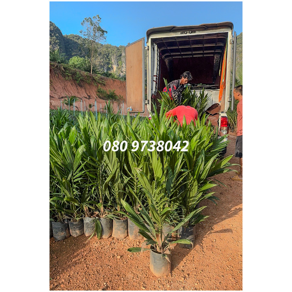 พันธุ์ปาล์ม ยังกัมบิ ML161 (Yangumbi ML161) รุ่น 8เดือน 080 9738042
