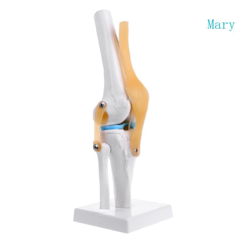 Mary Human Anatomical Knee Joint ยืดหยุ่นโครงกระดูกรุ่น Medical Learning Aid Anatomy