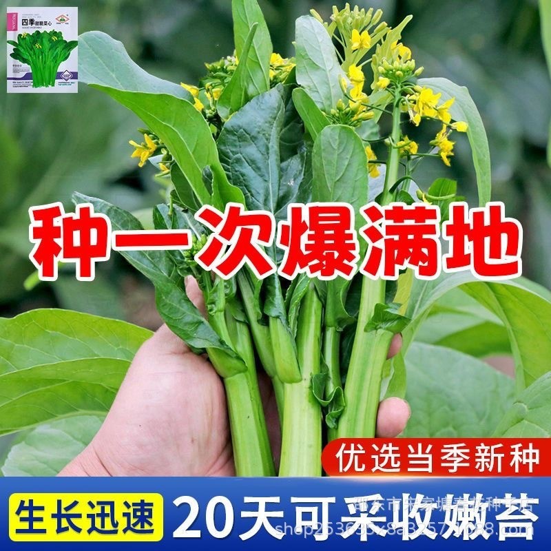 现货热卖菜心种子四季甜菜心种子青甜菜心种子蔬菜种子Chinese mustard seed, four-season sweet Chinese mustard seed, green sweet C