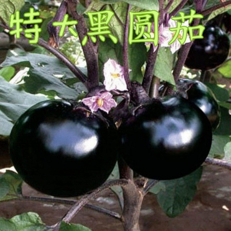 现货春季种子蔬菜种籽紫黑圆茄种子圆非种球Spring seed vegetable seeds, purple-black round eggplant seeds, round20260331