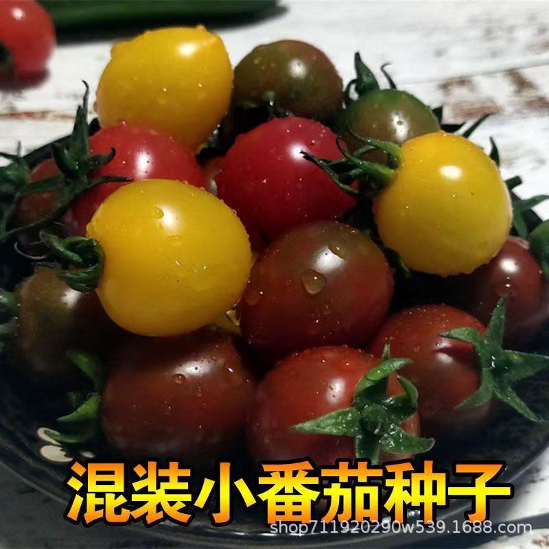 现货多彩番茄种子西红柿种籽多彩圣女果小番茄籽庭院盆栽水果番茄种孑Colorful tomato seeds, tomato seeds, colorful cherry tomatoes2026033