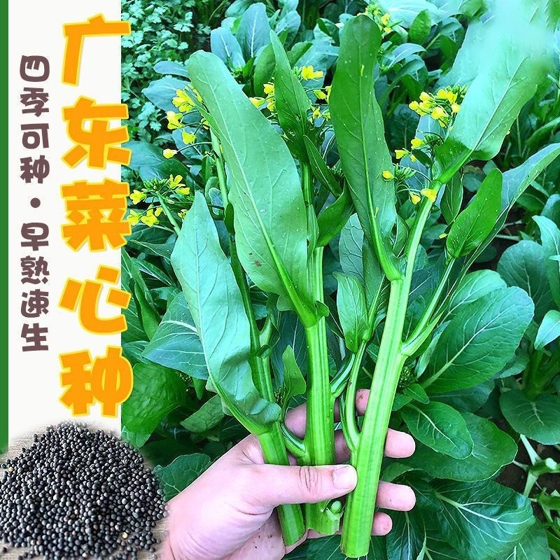 现货热卖四季菜心种子四九甜菜心种子广东青菜籽盆栽蔬菜种子Four-season Chinese mustard seeds, Si Jiu sweet Chinese mustard seeds, G