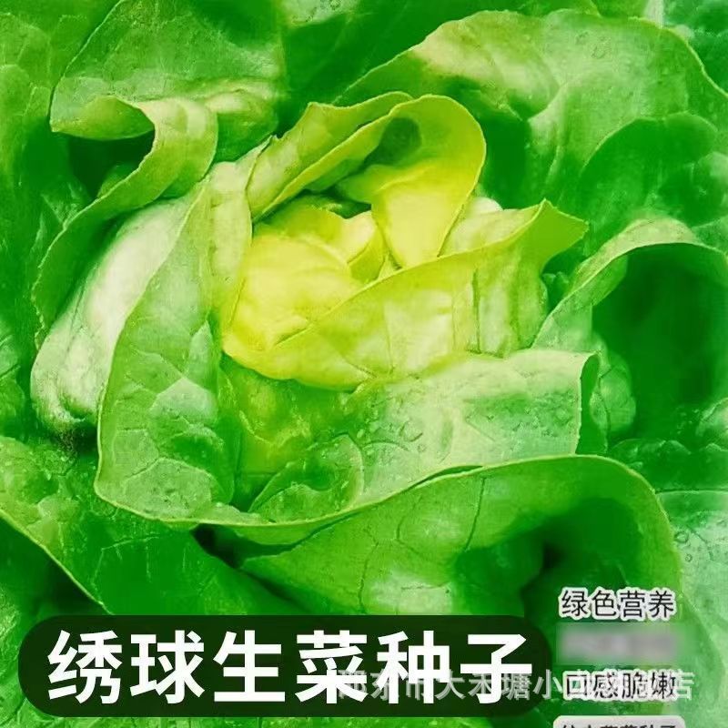 现货绣球生菜种子贵州窝鸡菜包心生菜结球生菜可生吃四季播蔬菜种孑籽Qingdao lettuce seeds, Guizhou wojicai, head lettuce20260329