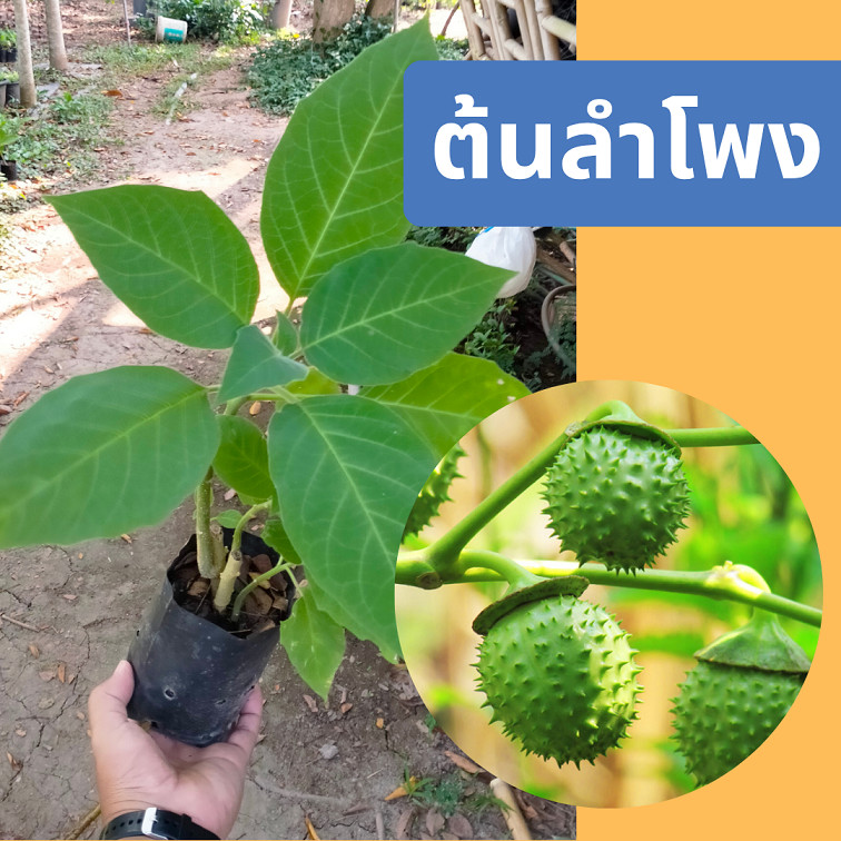 ต้นลำโพง (Datura) พรรณไม้โบราณ ไม้ดอกแปลกตา