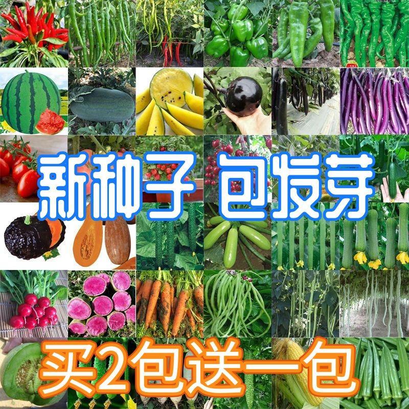 现货*菜种籽蔬菜种子四季菜籽大叶香菜菠菜苦瓜阳台春播盆栽菜小葱辣椒Vegetable seeds, all-season vegetable seeds, large-leaf cilantro.20